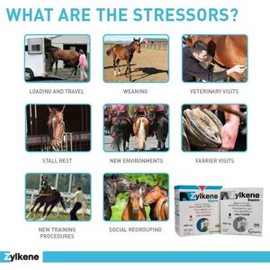 Vetoquinol Zylkene Equine Behavior Support Apple Flavor Powder Horse Supplement 2000 mg, 20 count