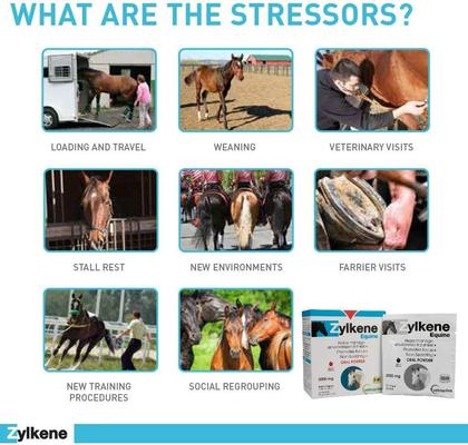 Show full view: Vetoquinol Zylkene Equine Behavior Support Apple Flavor Powder Horse Supplement 2000 mg, 20 count slide 6 of 11