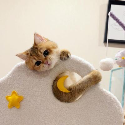 Show full view: Happy & Polly Moonlight Deluxe 65-in Plush Cat Tree Condo, Purple, X-Large slide 5 of 8