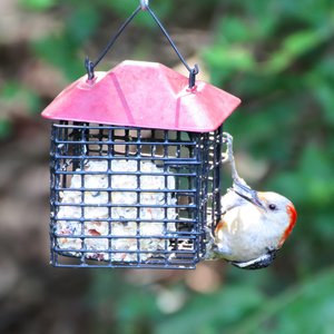 Lyric Fruit & Nut Suet Cakes Wild Bird Food, 12-oz tray, 12 count