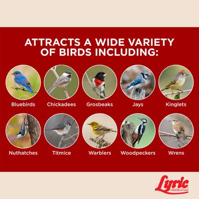 Show full view: Lyric Fruit & Nut Suet Cakes Wild Bird Food, 12-oz tray, 12 count slide 5 of 9