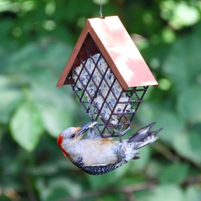 Show full view: Lyric Supreme Suet Cakes Wild Bird Food, 12-oz tray, 12 count slide 6 of 9