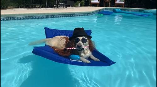 Show full view: Lazy Dog Lounger Water Raft Dog Toy, Royal Blue, Large slide 4 of 9