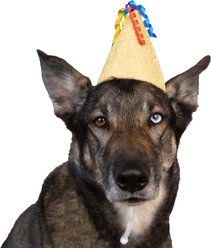 CELEBRATIONS Gold Party Dog Hat, X-Small/Small