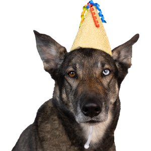CELEBRATIONS Gold Party Dog Hat, X-Small/Small