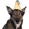 Show in main carousel: CELEBRATIONS Gold Party Dog Hat, X-Small/Small slide 1 of 3