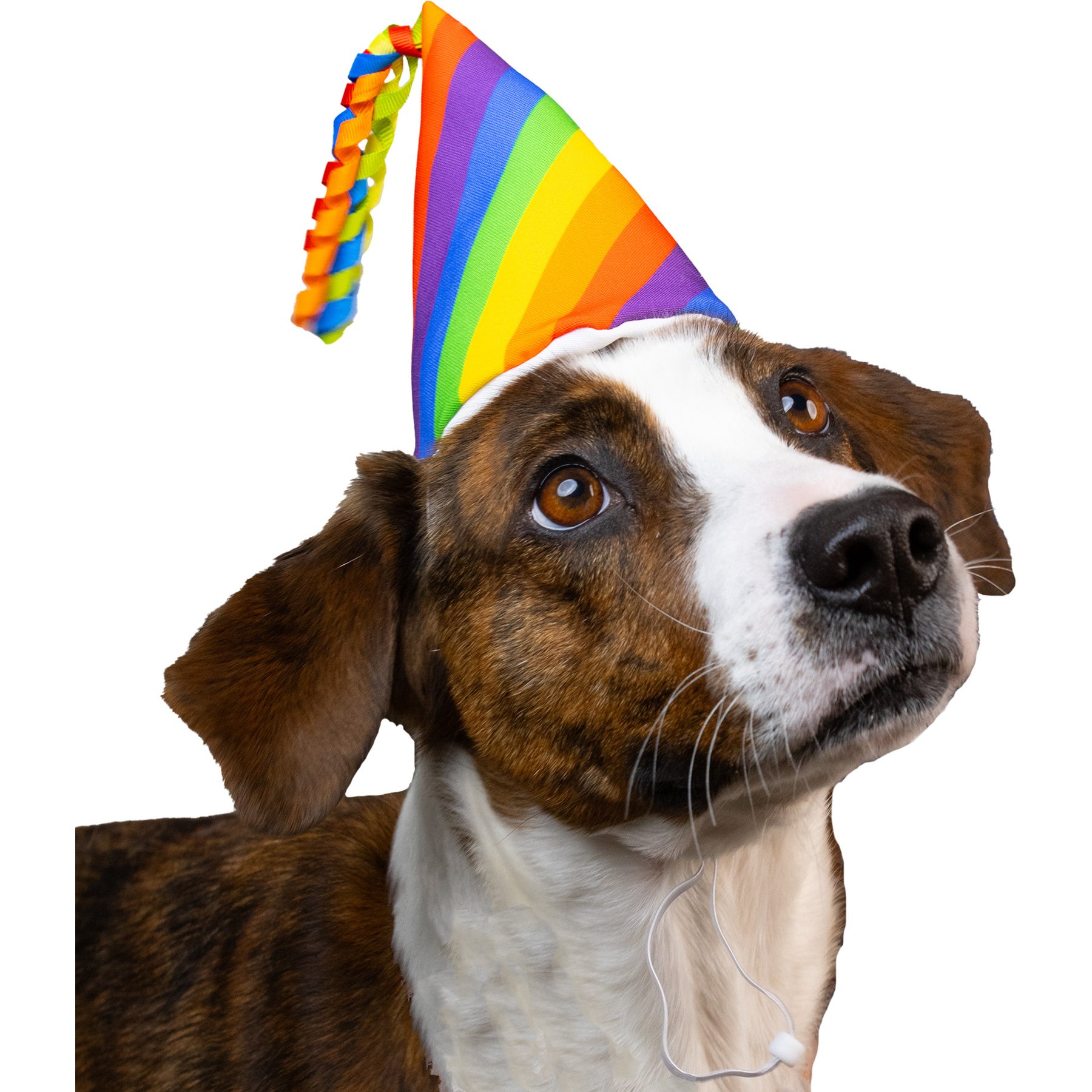 CELEBRATIONS Rainbow Party Dog Hat, Medium/Large