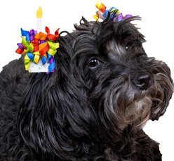 CELEBRATIONS Birthday Dog Hair Bows, pack of 4