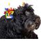 Show in main carousel: CELEBRATIONS Birthday Dog Hair Bows, pack of 4 slide 1 of 4