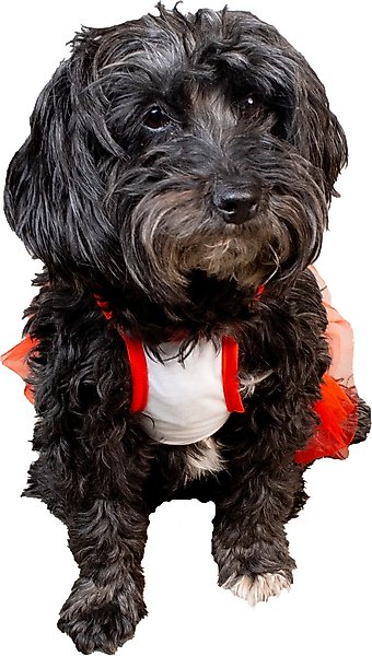 Show full view: CELEBRATIONS Birthday Tutu Dog Dress, Large slide 1 of 5