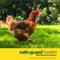 Show in main carousel: Safe-Guard AquaSol Dewormer for Chickens, 3-mL bottle slide 7 of 11