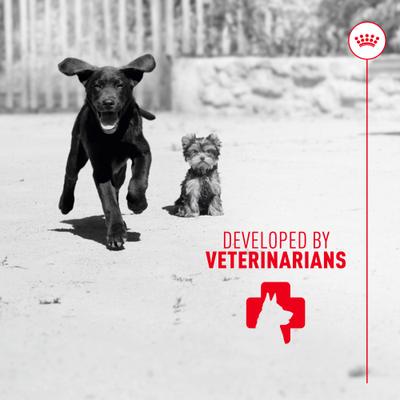 Show full view: Royal Canin Immunity & Digestive Soft Chew Puppy Supplement, 60 count slide 9 of 12