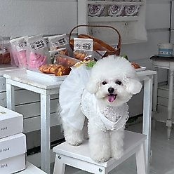 Dolly Pet Wedding & Birthday Dog Dress, XX-Large