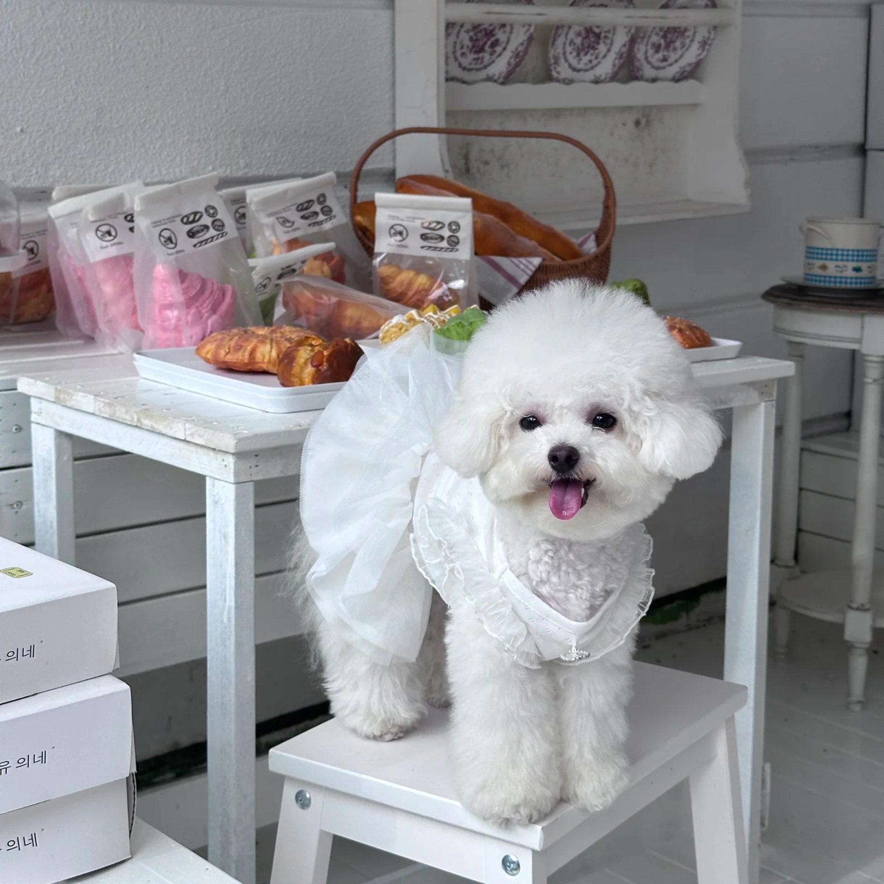 Dolly Pet Wedding & Birthday Dog Dress, X-Small