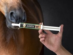 Perfect Products Perfect Prep EQ Pro Focus Paste Horse Supplement, 1.1-oz tube slide 2 of 9