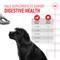 Show in main carousel: Royal Canin Immunity & Digestive Soft Chew Puppy Supplement, 60 count slide 8 of 12