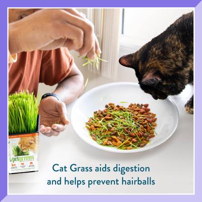 Show full view: Pet Greens Live Grass Cat Treat, 3 count slide 7 of 11
