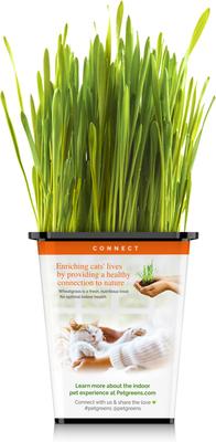 Show full view: Pet Greens Live Grass Cat Treat, 3 count slide 4 of 11