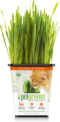 Show full view: Pet Greens Live Grass Cat Treat, 3 count slide 3 of 11