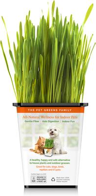 Show full view: Pet Greens Live Grass Cat Treat, 3 count slide 6 of 11