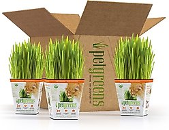 Pet Greens Live Grass Cat Treat, 3 count