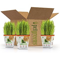 Pet Greens Live Grass Cat Treat, 3 count