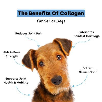 Show full view: Kayode Collagen Puptides Liver Flavored Powder Joint Supplement for Senior Dogs, 90 count jar slide 3 of 11