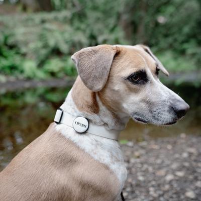 Show full view: Besties Glow in the Dark Mountain Adventure Slide-On AirTag Holder Jingle-Free Silicone Personalized Dog & Cat ID Tag, Glow Green slide 7 of 8