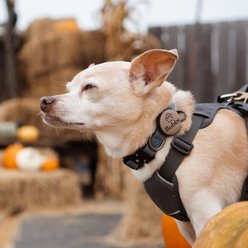 Besties Glow in the Dark Salt & Sun Slide-On AirTag Holder Jingle-Free Silicone Personalized Dog & Cat ID Tag, Glow Pink slide 2 of 7