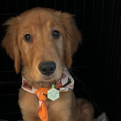 Besties Glow in the Dark Salt & Sun Jingle-Free Silicone Personalized Dog ID Tag, Glow Orange slide 2 of 8