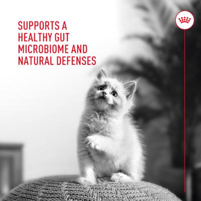 Show full view: Royal Canin Probiotics Digestive & Immune Health Powder Supplement for Cats, 30 count slide 6 of 12