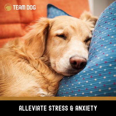 Show full view: Team Dog Soft Chew Calming Supplement for Dogs, 120 count slide 8 of 8