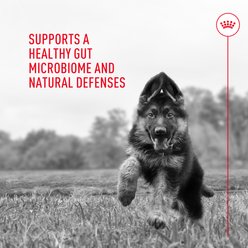 Royal Canin Probiotics Digestive & Immune Health Powder Supplement for Dogs, 30 count slide 2 of 9