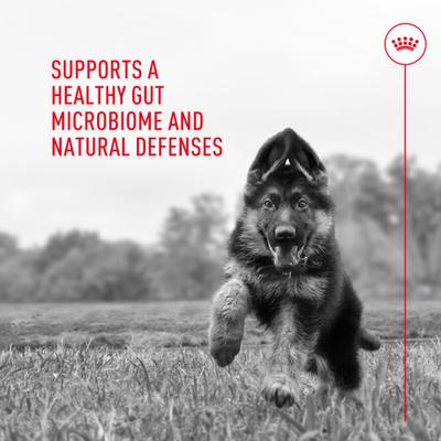 Show full view: Royal Canin Probiotics Digestive & Immune Health Powder Supplement for Dogs, 30 count slide 6 of 12