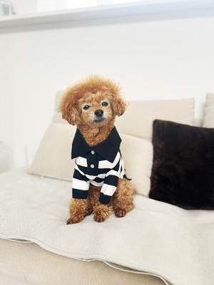 Show full view: Bespoke Paws 'Gene' Button-up Dog Polo Shirt, Large slide 5 of 7