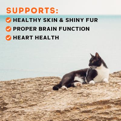 Show full view: Boat to Bowl Pet Food Salmon Pate Wet Cat Food, 3.17-oz can, case of 8 slide 4 of 10