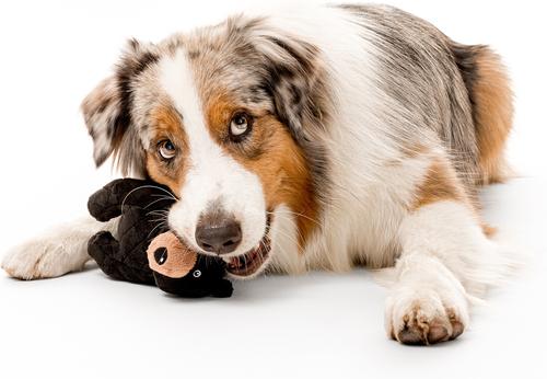 Show full view: Grrreen Black Bear Squeaky Plush Dog Toy, Large slide 4 of 8