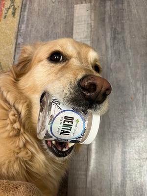 Show full view: InClover Allergy Powder Supplement for Dogs & Cats, 100-gm jar slide 6 of 7