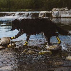 Body Glove Paw Protector Booties Dog Boots, Yellow, Medium slide 2 of 9