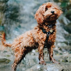 Blue-9 Pet Products Buckle-Neck Balance Dog Harness, Hot Pink, Medium: 21 to 32-in chest slide 2 of 7