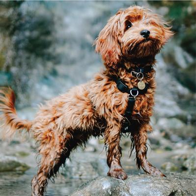 Show full view: Blue-9 Pet Products Buckle-Neck Balance Dog Harness, Black, Small: 17.5 to 25.5-in chest slide 4 of 9