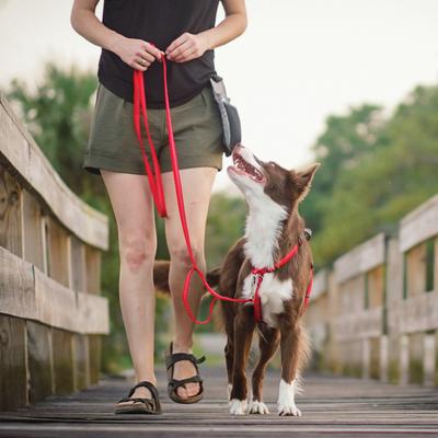 Show full view: Blue-9 Pet Products Reflective Dog Leash, Red Ember, Medium/Large: 6-ft long, 1-in wide slide 7 of 8