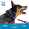 Show in main carousel: Blue-9 Pet Products Secure Pro Dog Collar, Black, Medium: 13 to 20-in neck, 1-in wide slide 2 of 6