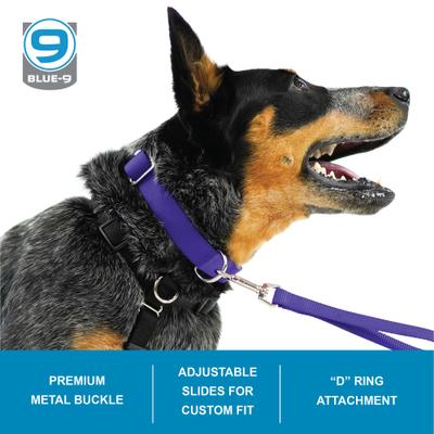 Show full view: Blue-9 Pet Products Secure Pro Dog Collar, Black, Medium: 13 to 20-in neck, 1-in wide slide 2 of 6