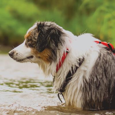 Show full view: Blue-9 Pet Products Secure Pro Dog Collar, Black, Medium: 13 to 20-in neck, 1-in wide slide 4 of 6