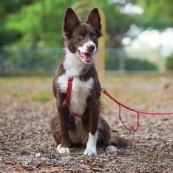 Blue-9 Pet Products Reflective Buckle-Neck Balance Dog Harness, Red Ember, Small: 17.5 to 25.5-in chest slide 2 of 8