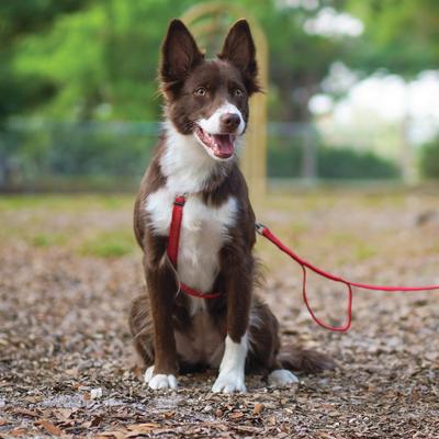 Show full view: Blue-9 Pet Products Reflective Buckle-Neck Balance Dog Harness, Red Ember, Medium-Large: 24 to 35.5-in chest slide 6 of 9