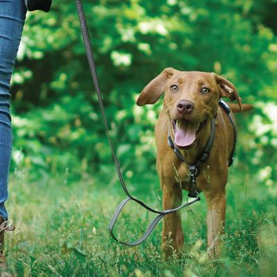 Show full view: Blue-9 Pet Products Reflective Buckle-Neck Balance Dog Harness, Gray Fog, Medium: 21 to 32-in chest slide 7 of 10