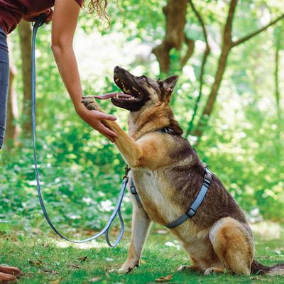 Show full view: Blue-9 Pet Products Reflective Buckle-Neck Balance Dog Harness, Blue Ice, Small: 17.5 to 25.5-in chest slide 6 of 9