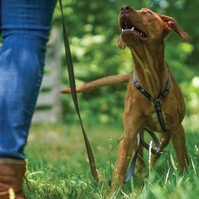 Show full view: Blue-9 Pet Products Reflective Dog Leash, Gray Fog, Medium/Large: 6-ft long, 1-in wide slide 7 of 8